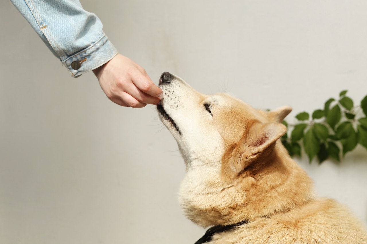 Homemade Happiness: DIY Dog Food for Your Furry Friend